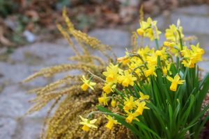 Kuvassa on keltaisia narsisseja
